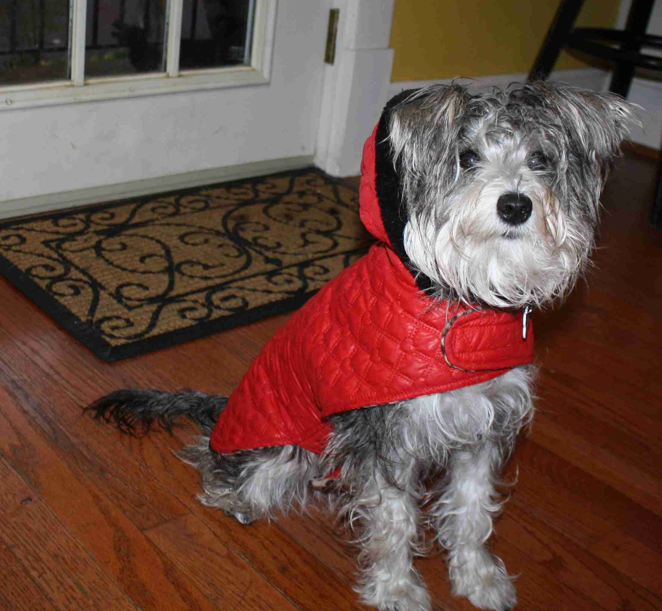 2014-10-31 Peper Red Ridding Hood.jpg